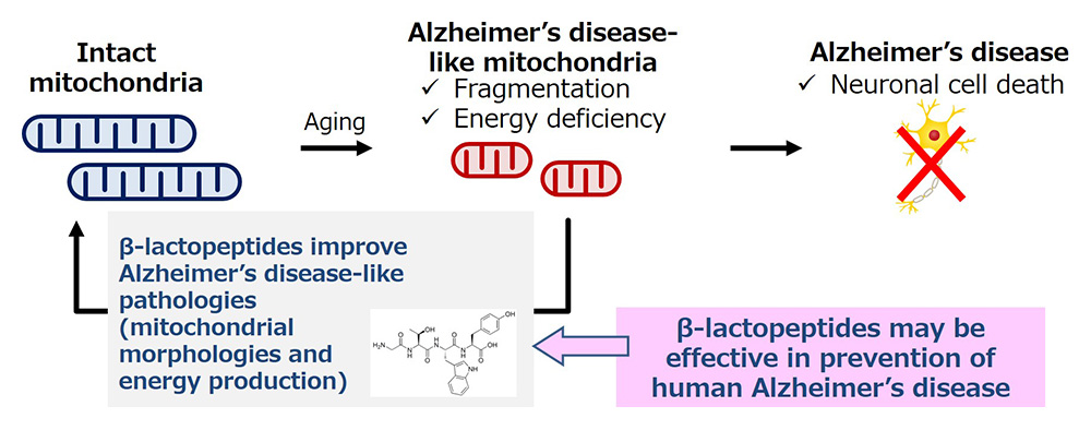 A world first! New Functions of Milk-derived β-lactopeptides Leading to ...