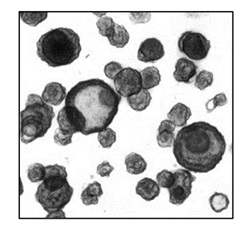 Small intestinal organoid