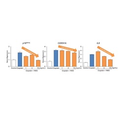 Figure 3. The anti-aging and anti-inflammatory effects of HMOs in the senescence model of small intestinal organoids