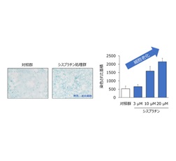 図1．シスプラチンによるSA β-gal染色陽性細胞の増加