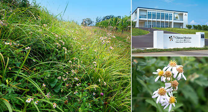 椀子ヴィンヤードの植生再生地は自然のお花畑のような景色になりつつあります 価値創造ストーリー キリンホールディングス